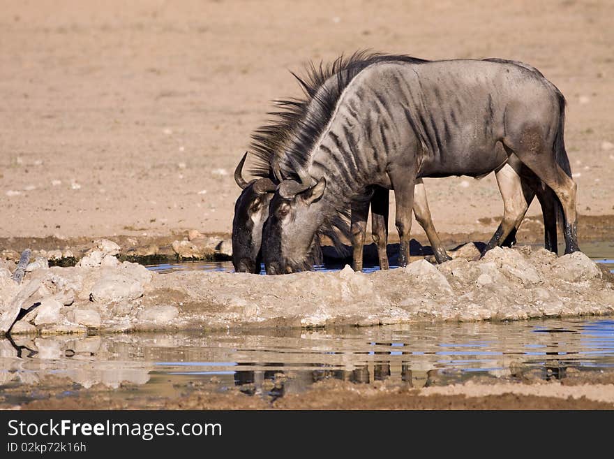 Blue wildebeest having a drink at a waterhole in Kgalagadi game reserve