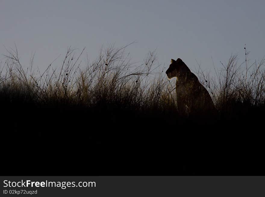 Female Lion At Sunset