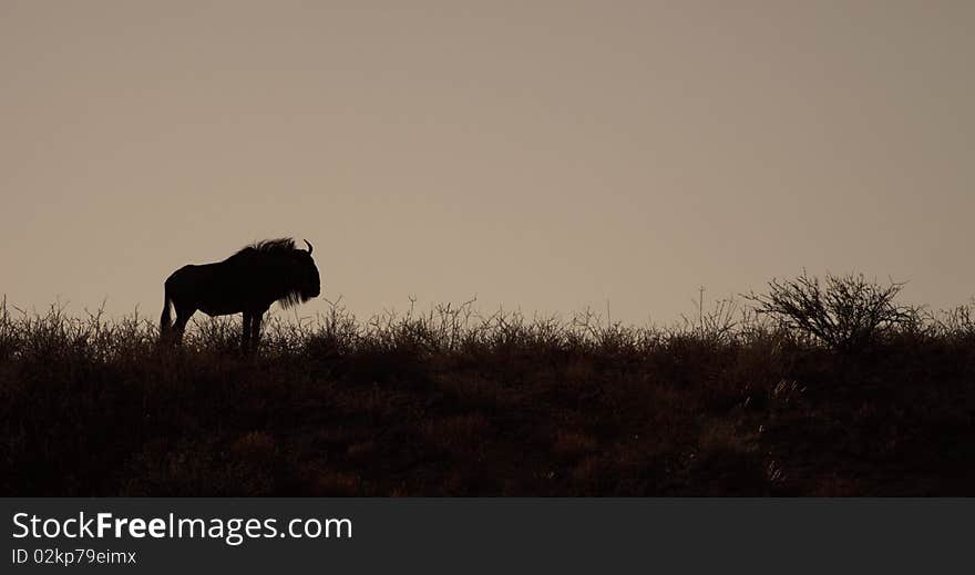 Wildebeest silhouette