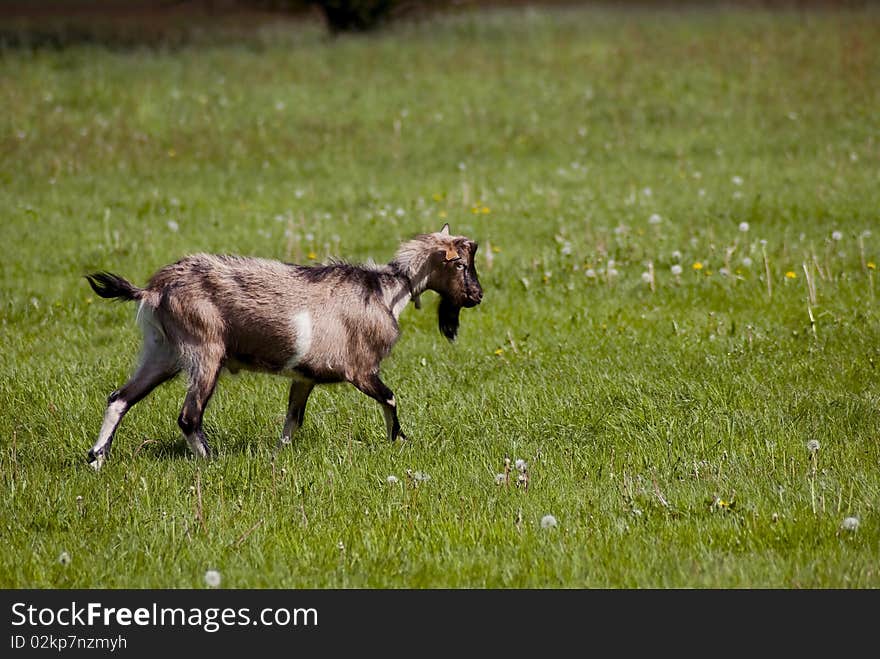 Goat on a green pasture