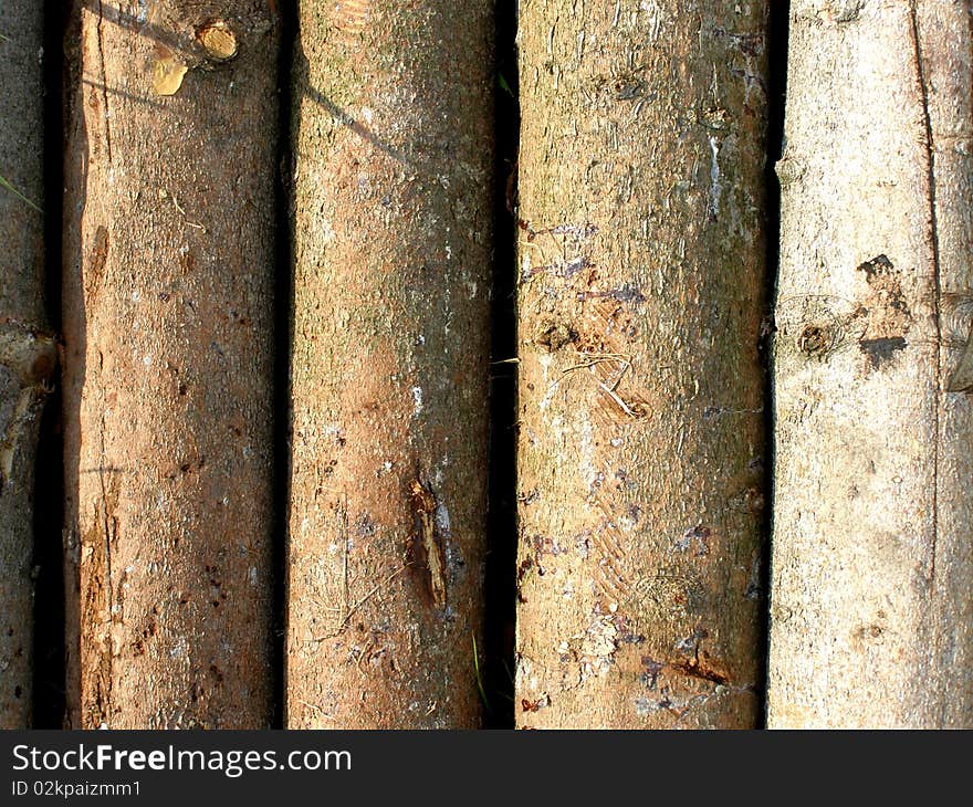 Detail photo texture of tree trunks background