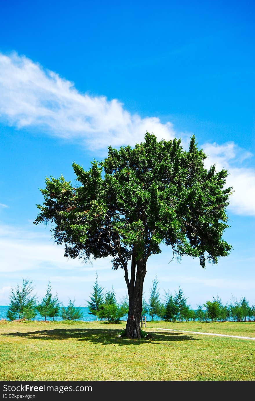 Tree in full leaf in summer standing alone in a field against a blue sky. Tree in full leaf in summer standing alone in a field against a blue sky.