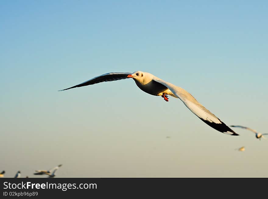 Flying seagull in blue sky