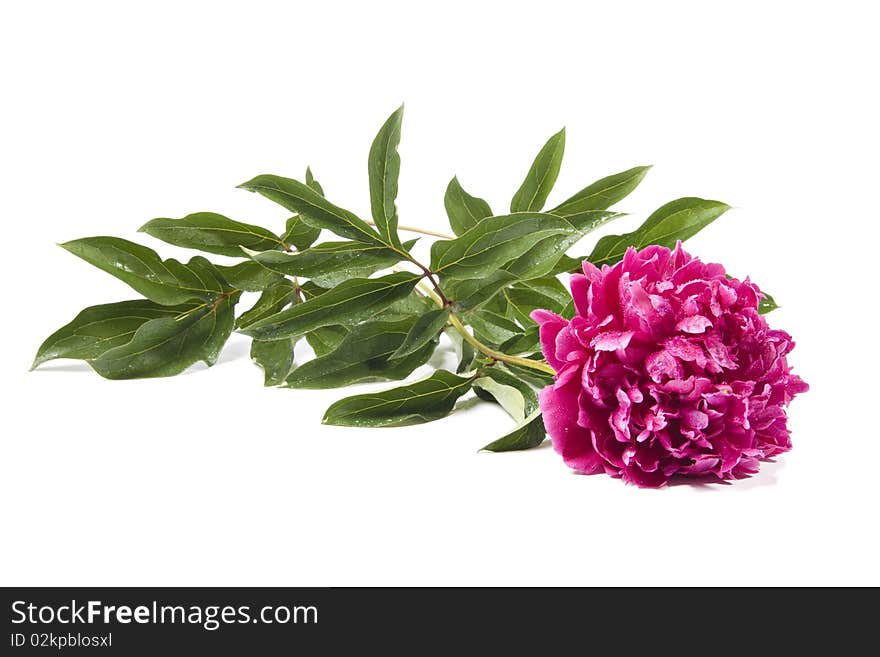 Pink Peony isolated on a white background