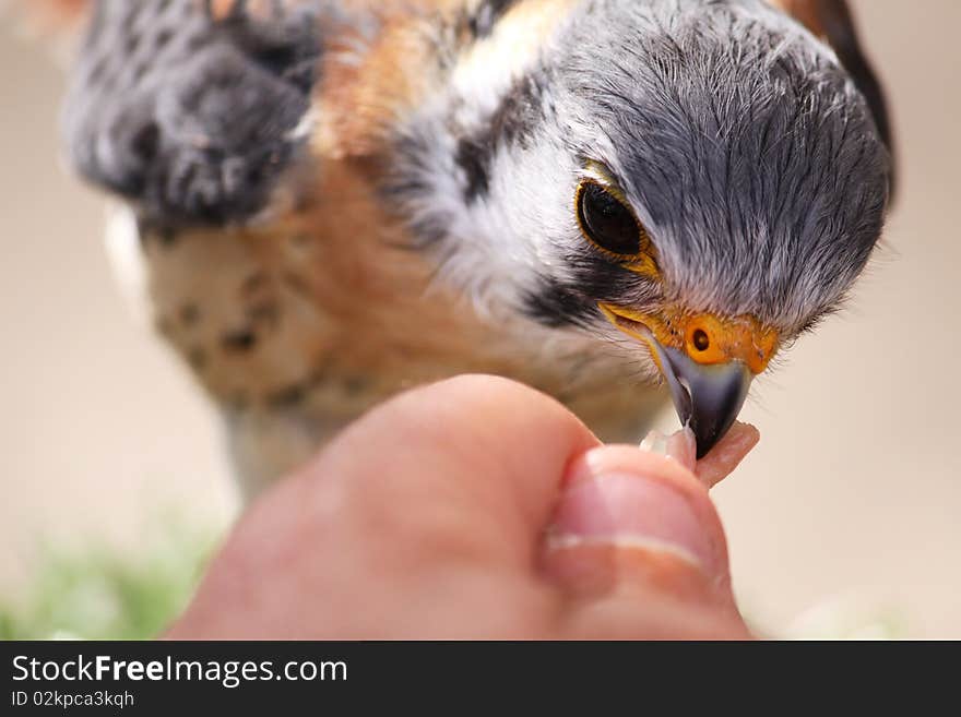 A small bird being fed raw white meat wish shallow depth of field. A small bird being fed raw white meat wish shallow depth of field