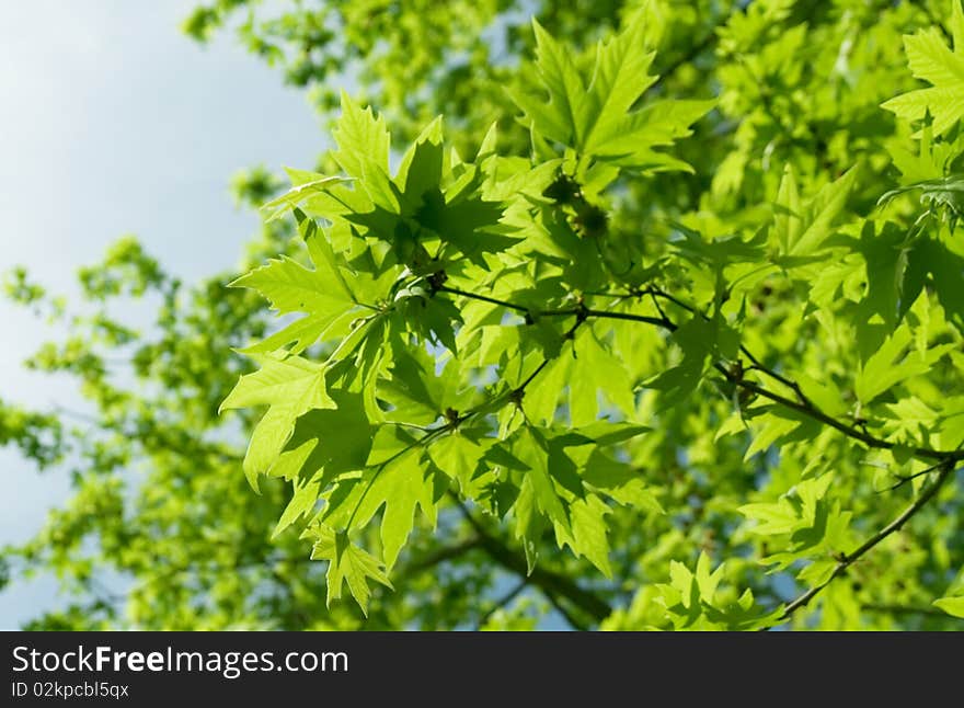 Green Leaves