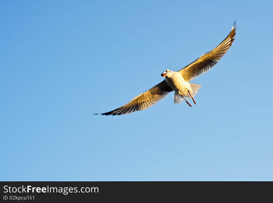 Flying seagull in blue sky