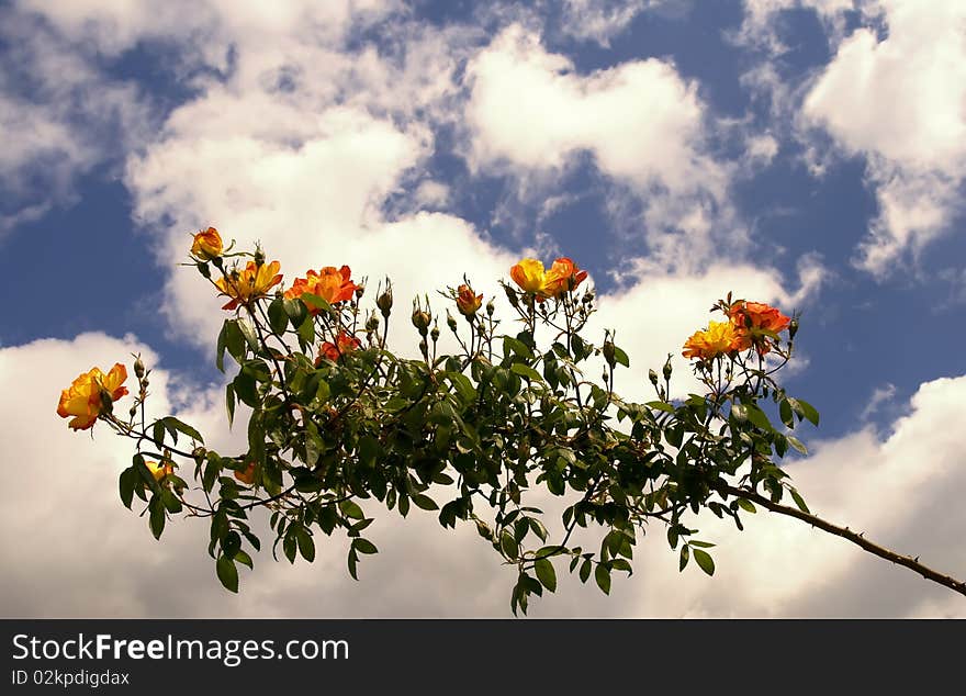 Branch Of Tree Of Rose On A Background Sky