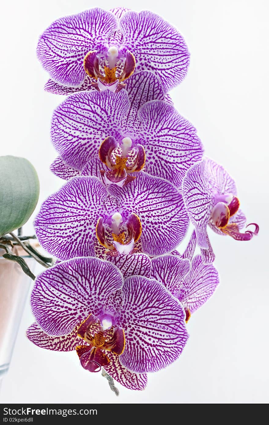 Colorful orchid