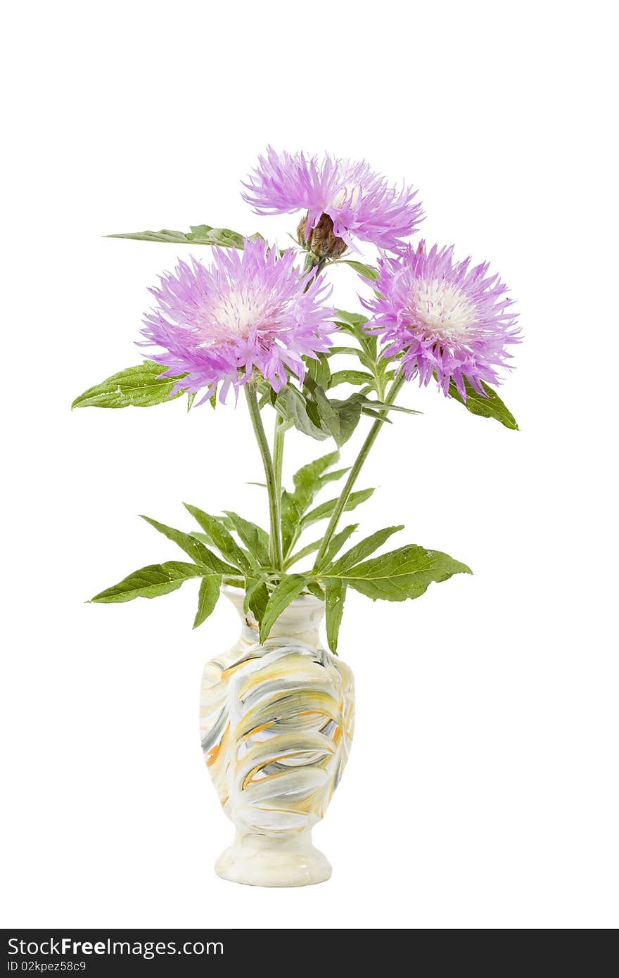 Centaurea pulcherrima in handmade ceramic vase on a white background. Vase in the Ukrainian style.