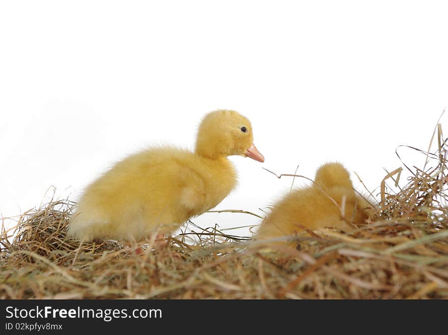 Two nestlings in nest on white background