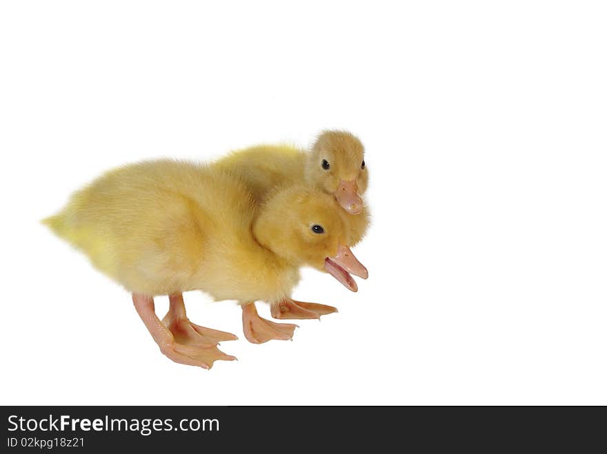 Two nestlings of duck on white background