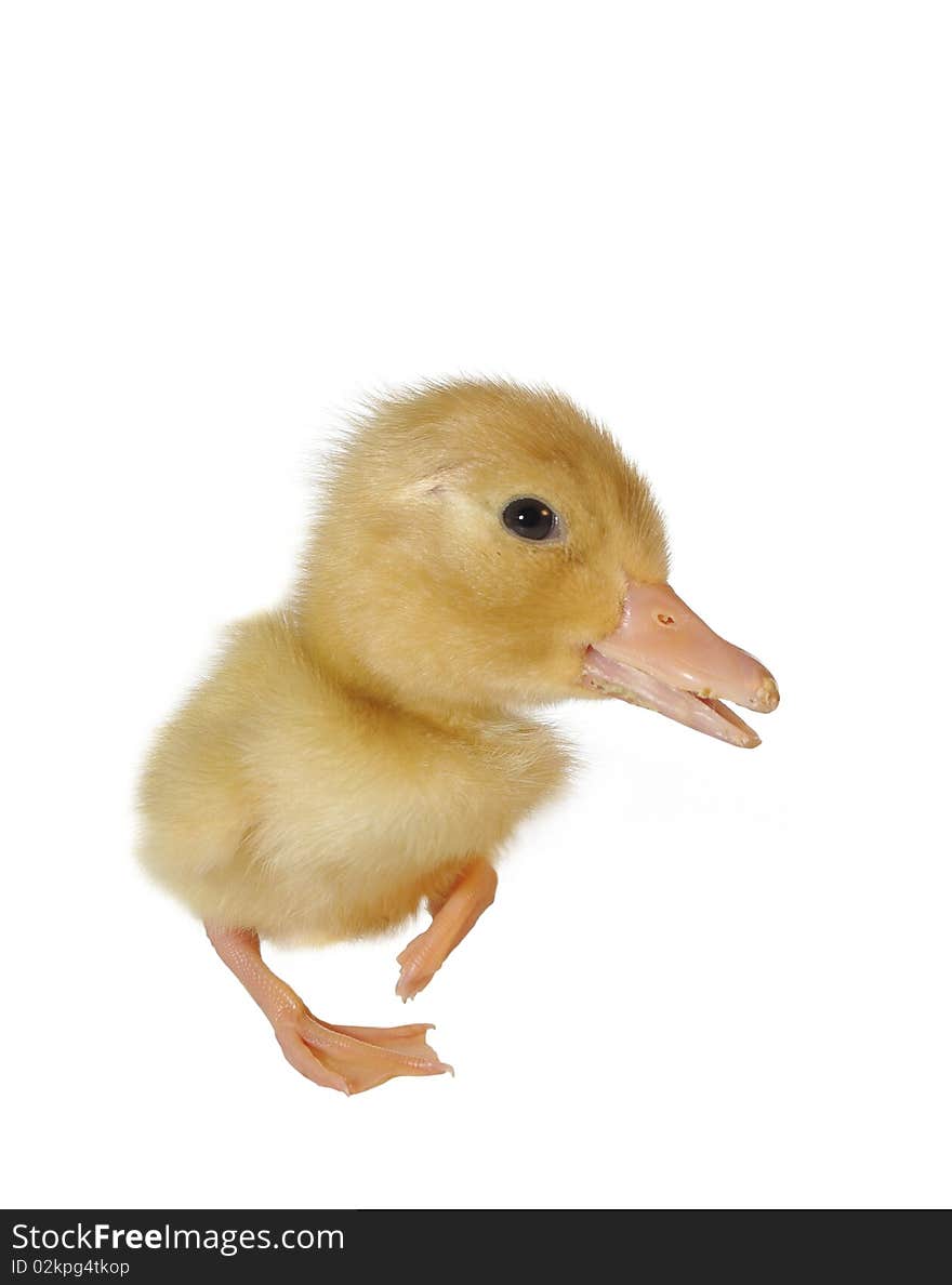 Small yellow duck on white background. Small yellow duck on white background