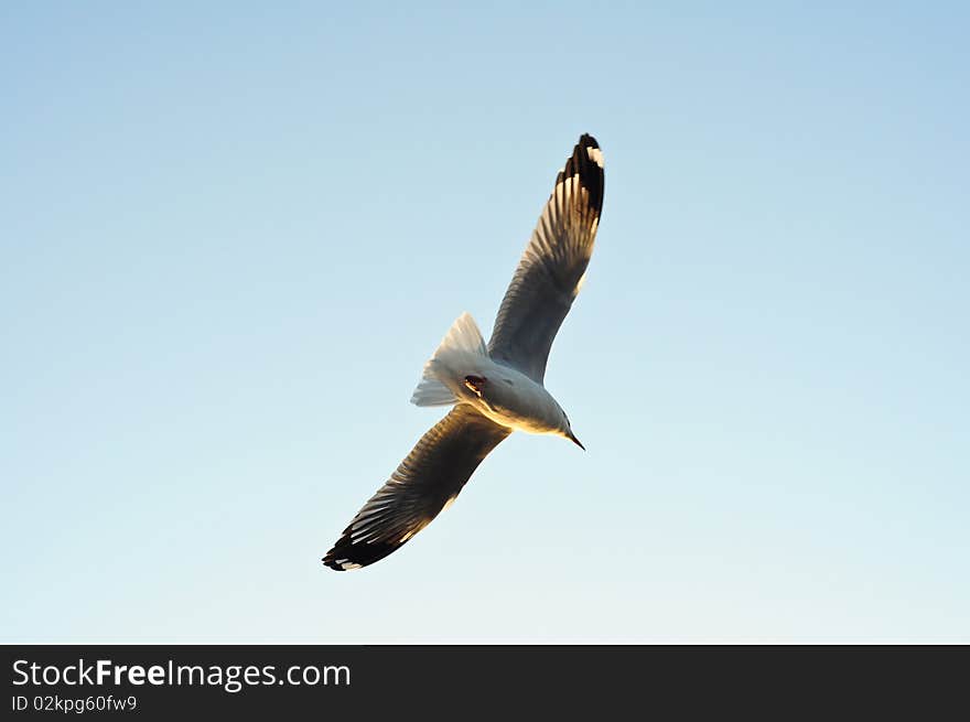 Flying seagull in blue sky