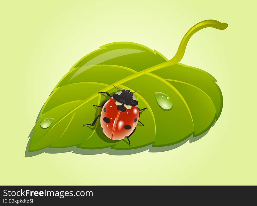 Ladybird on poplar leaf. Vector illustration. Ladybird on poplar leaf. Vector illustration