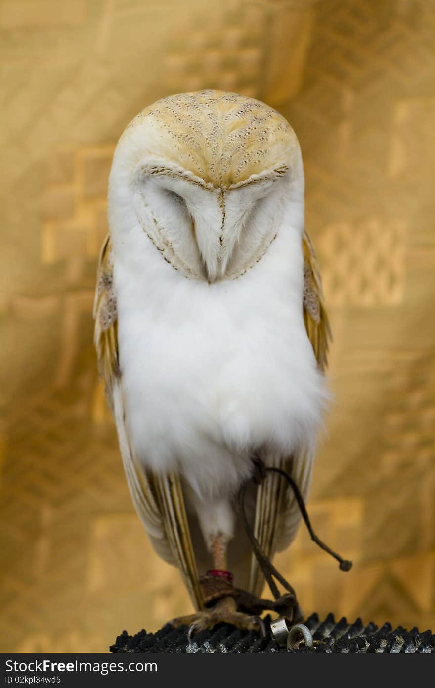 Owl Portrait