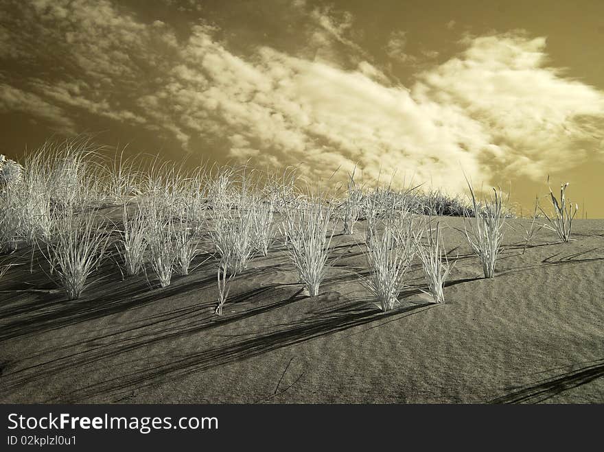 Abstract photo of an ocean side dune with sea oats lit by morning sune. Abstract photo of an ocean side dune with sea oats lit by morning sune