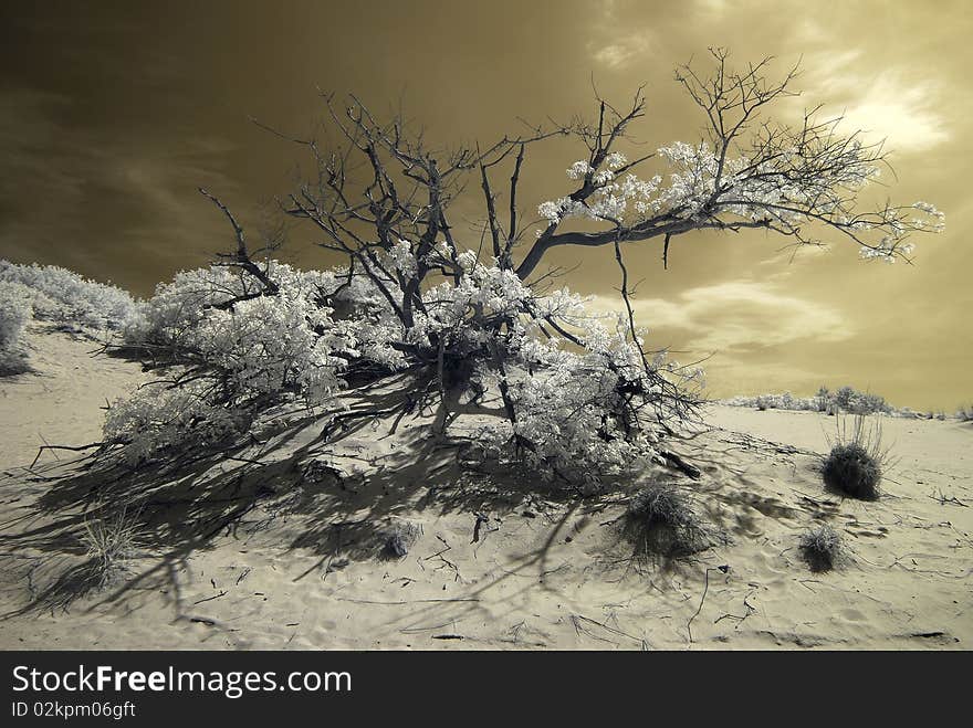 Rugged tree near Kitty Hawk North Carolina.  This tree has withstood storms, drought and floods to become this striking landmark. Rugged tree near Kitty Hawk North Carolina.  This tree has withstood storms, drought and floods to become this striking landmark