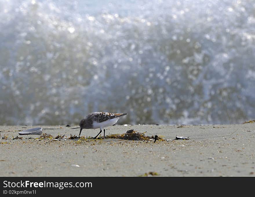 Small shorebird foraging on the beach. He was looking through the debris and as the waves would break right behind him he'd run up the beach just in time to avoid being washed away. Small shorebird foraging on the beach. He was looking through the debris and as the waves would break right behind him he'd run up the beach just in time to avoid being washed away.