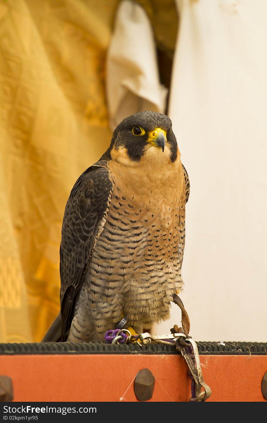 Little peregrine, falcon portrait. European bird