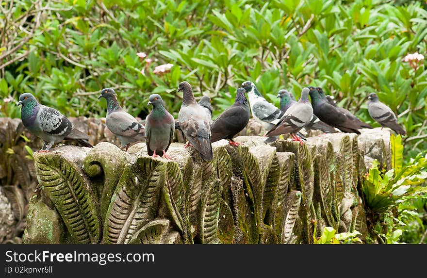 A Group of Pigeons on a Crafted Stone in a Botanic Garden. A Group of Pigeons on a Crafted Stone in a Botanic Garden