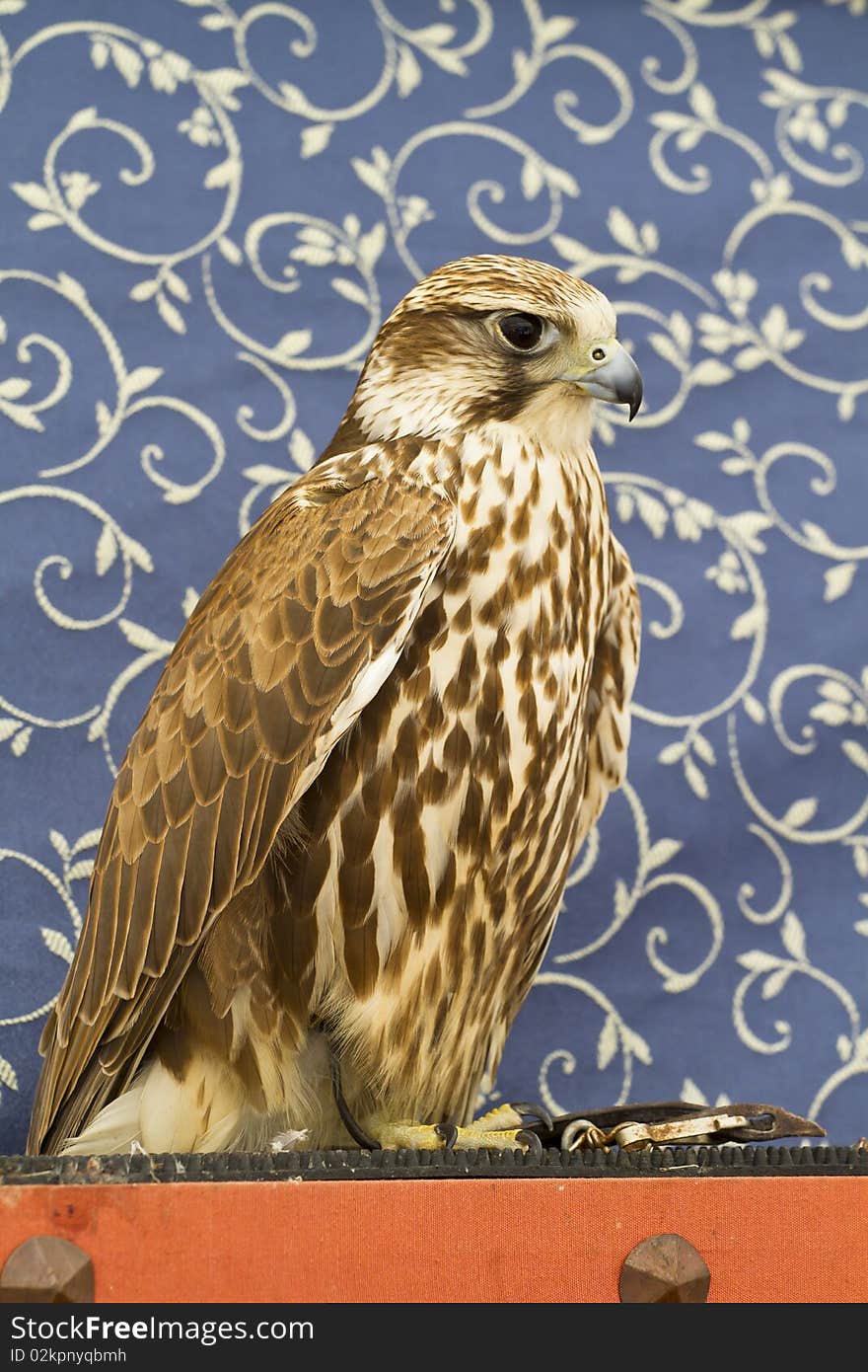 Little peregrine, falcon portrait. European bird