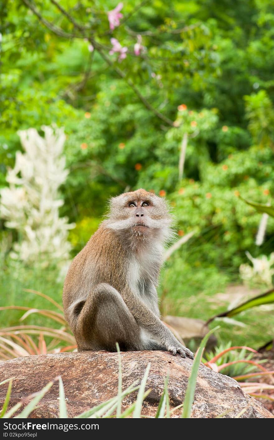 A Portrait of Macaque in the Wild Wandering About Its Faith