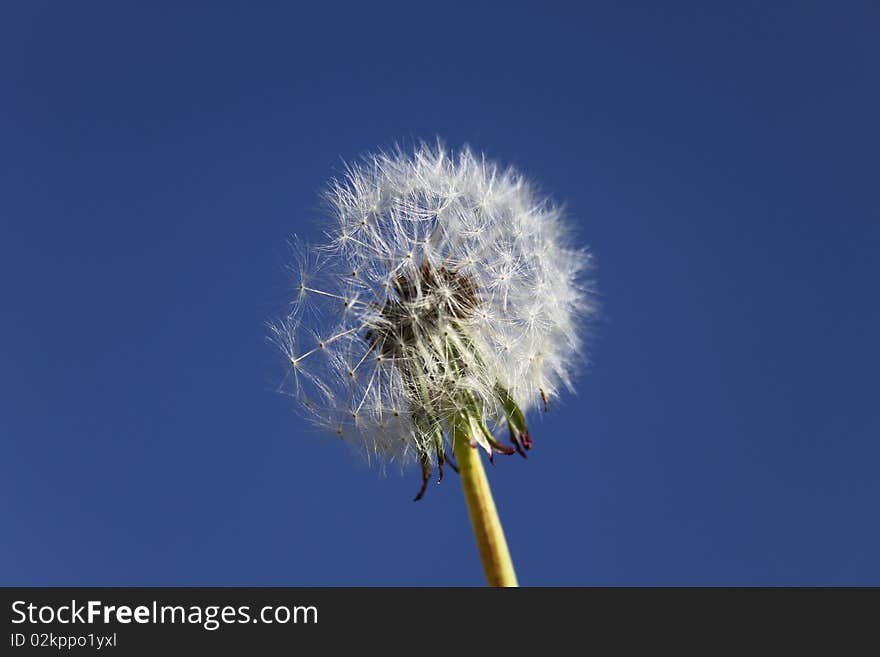 Dandelion against the blue sky