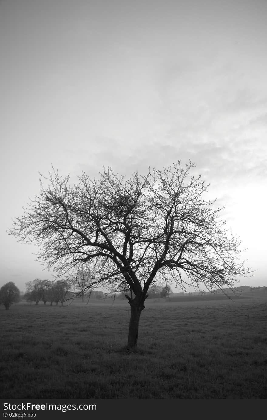 Lonely tree during sunset in spring - rural landscape. Lonely tree during sunset in spring - rural landscape