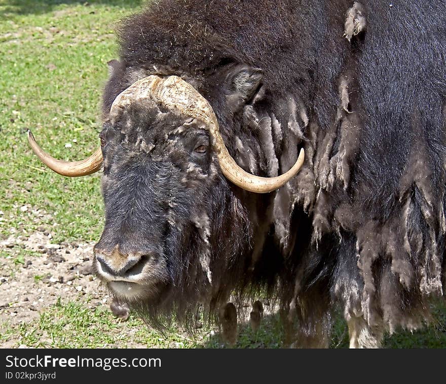 Musk-ox 7