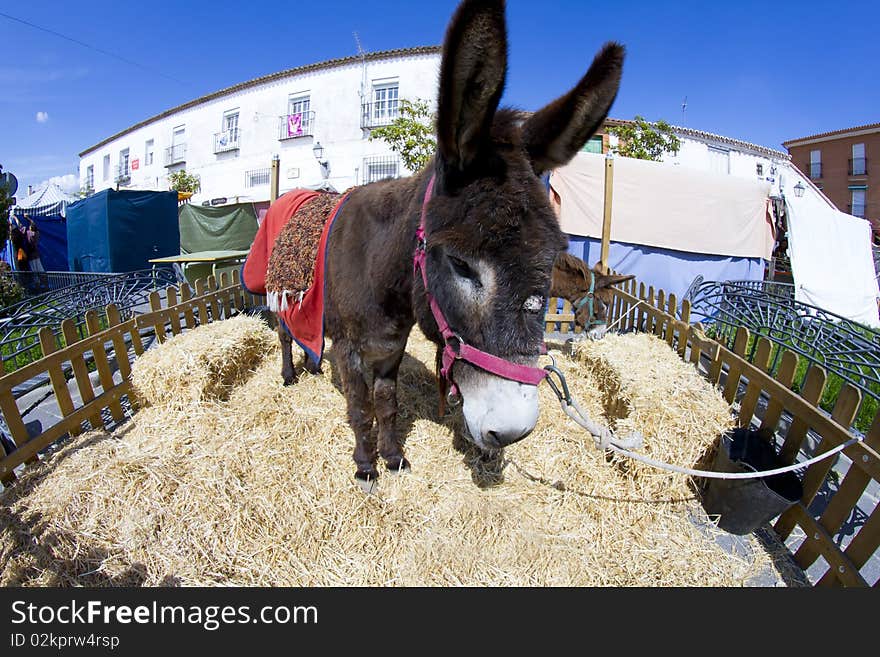 Farmland and  Donkey head portrait