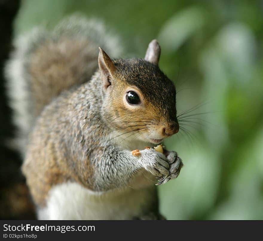 Portrait of a young Grey Squirrel