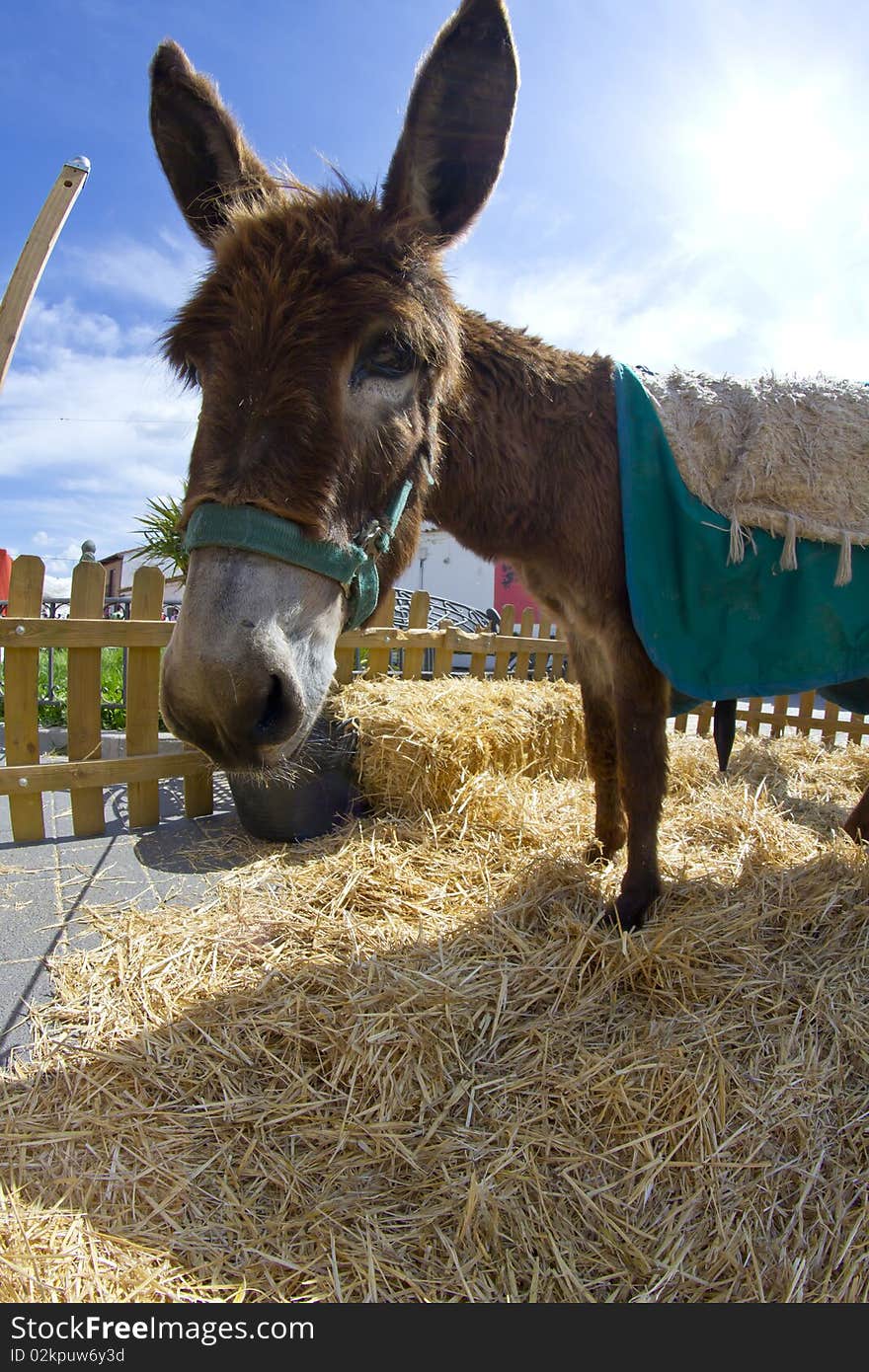 Farmland And  Donkey Head Portrait