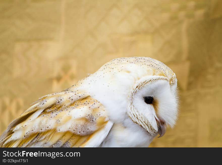 Owl portrait