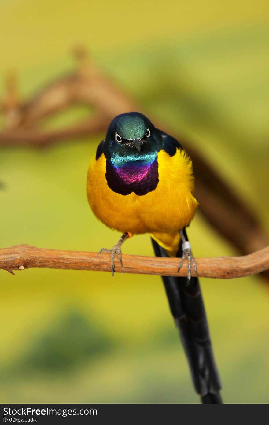 Gold-Breasted Starling