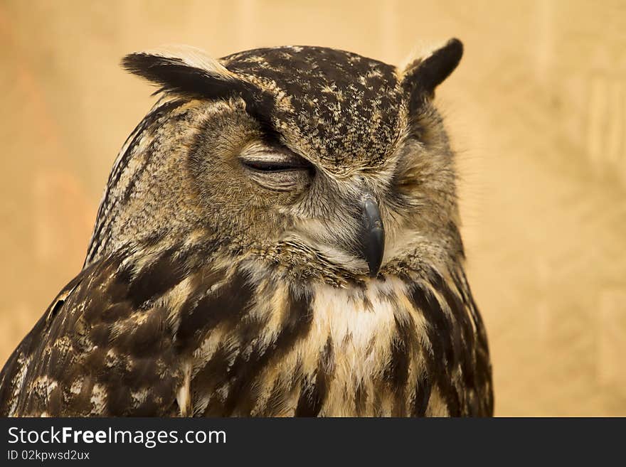 Owl portrait, golden owl, big bird