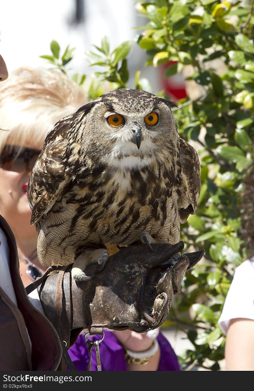 Display of birds of prey