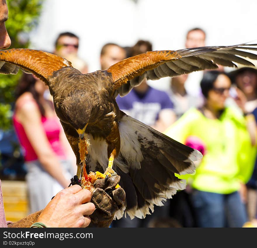 Golden eagle