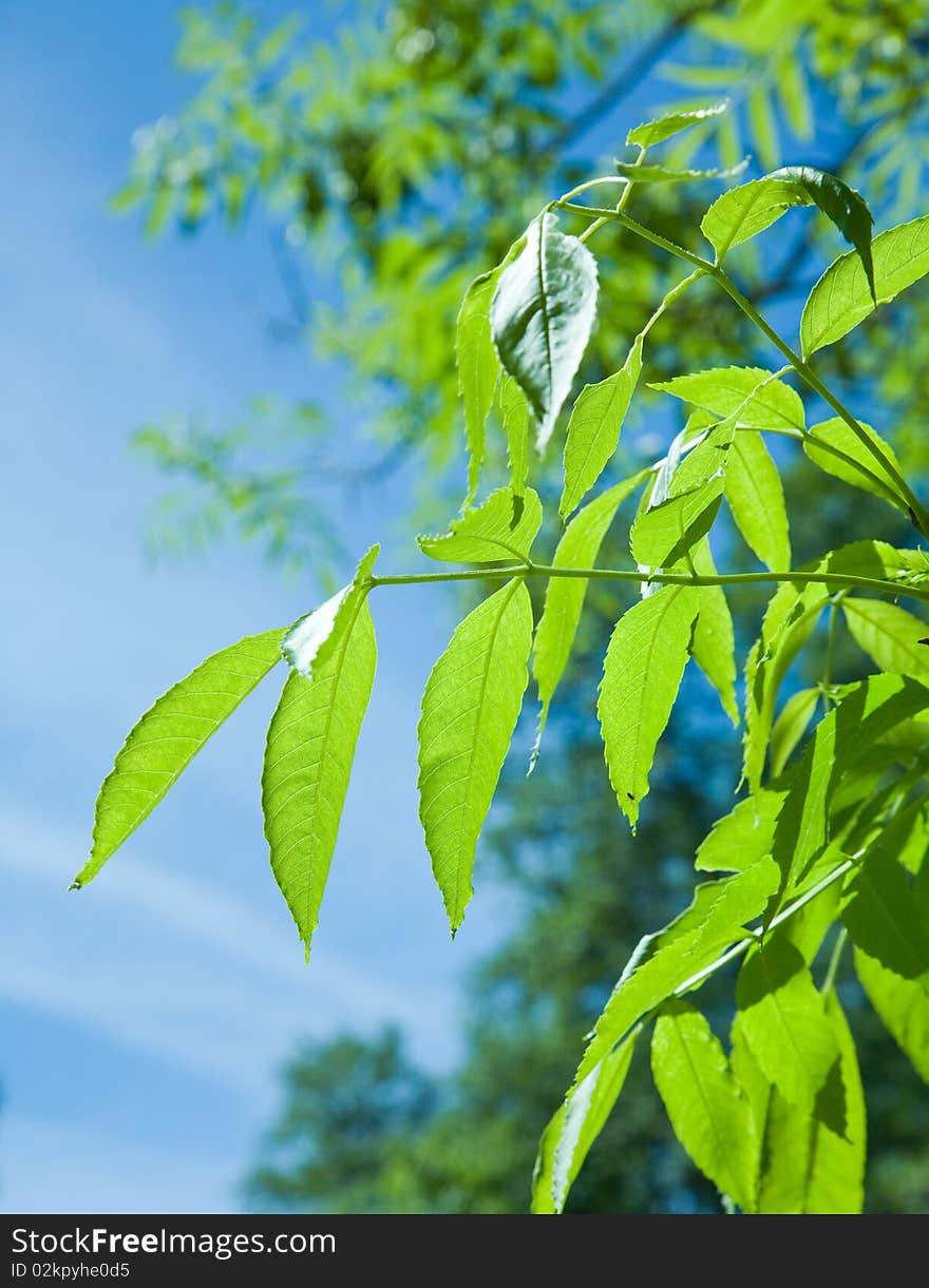 Leafs of tree