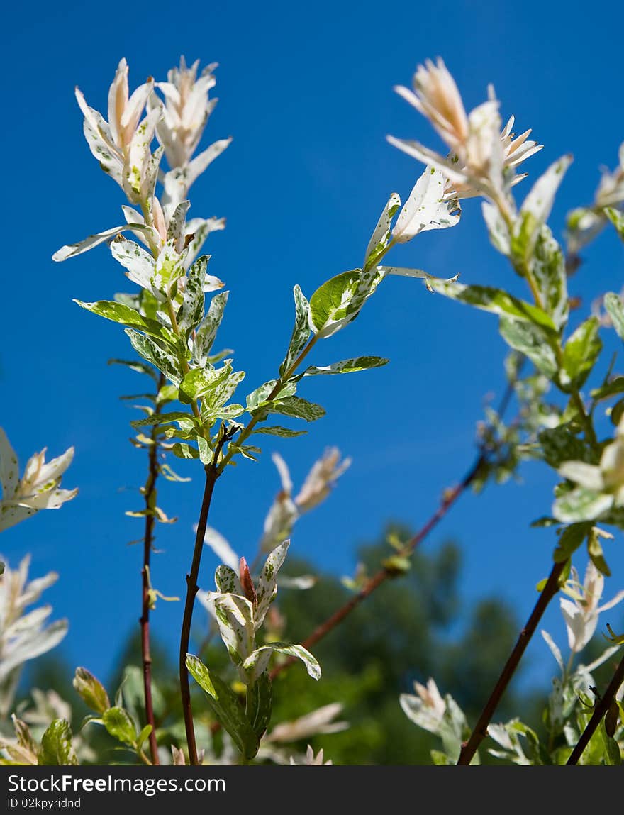 Flower on the blue sky background