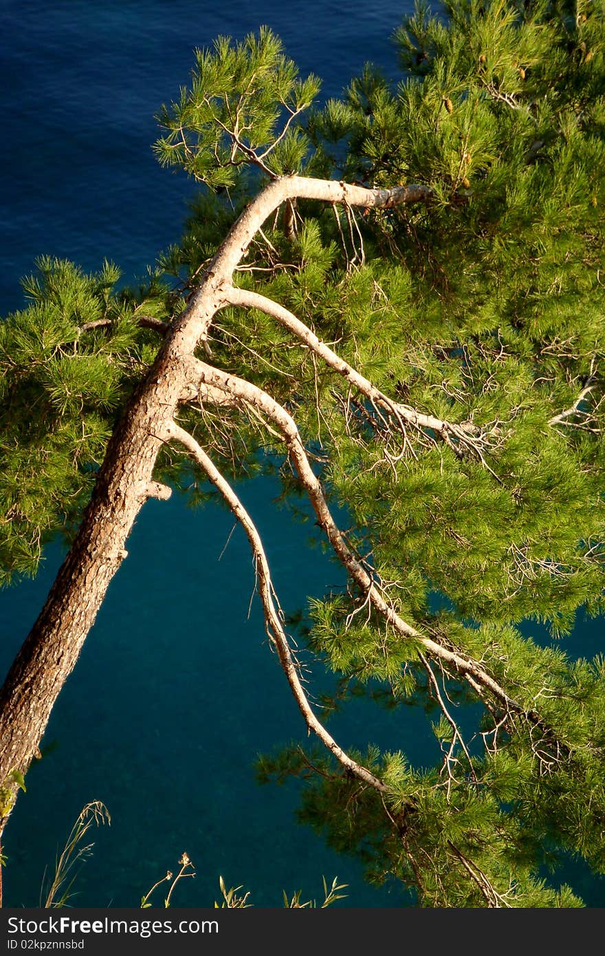 Tree with several branches and green leaves