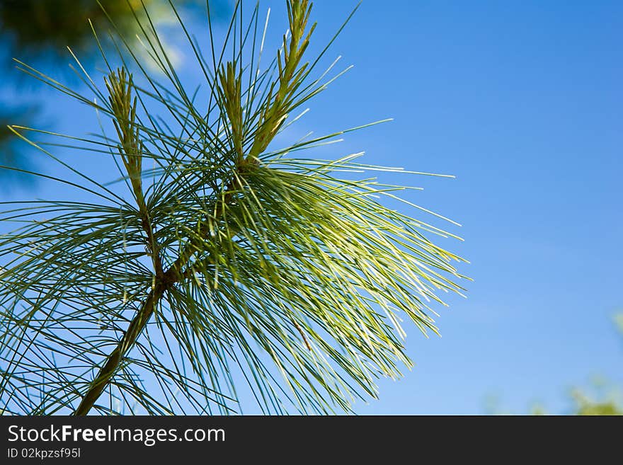 Decorative pine on the blue sky background