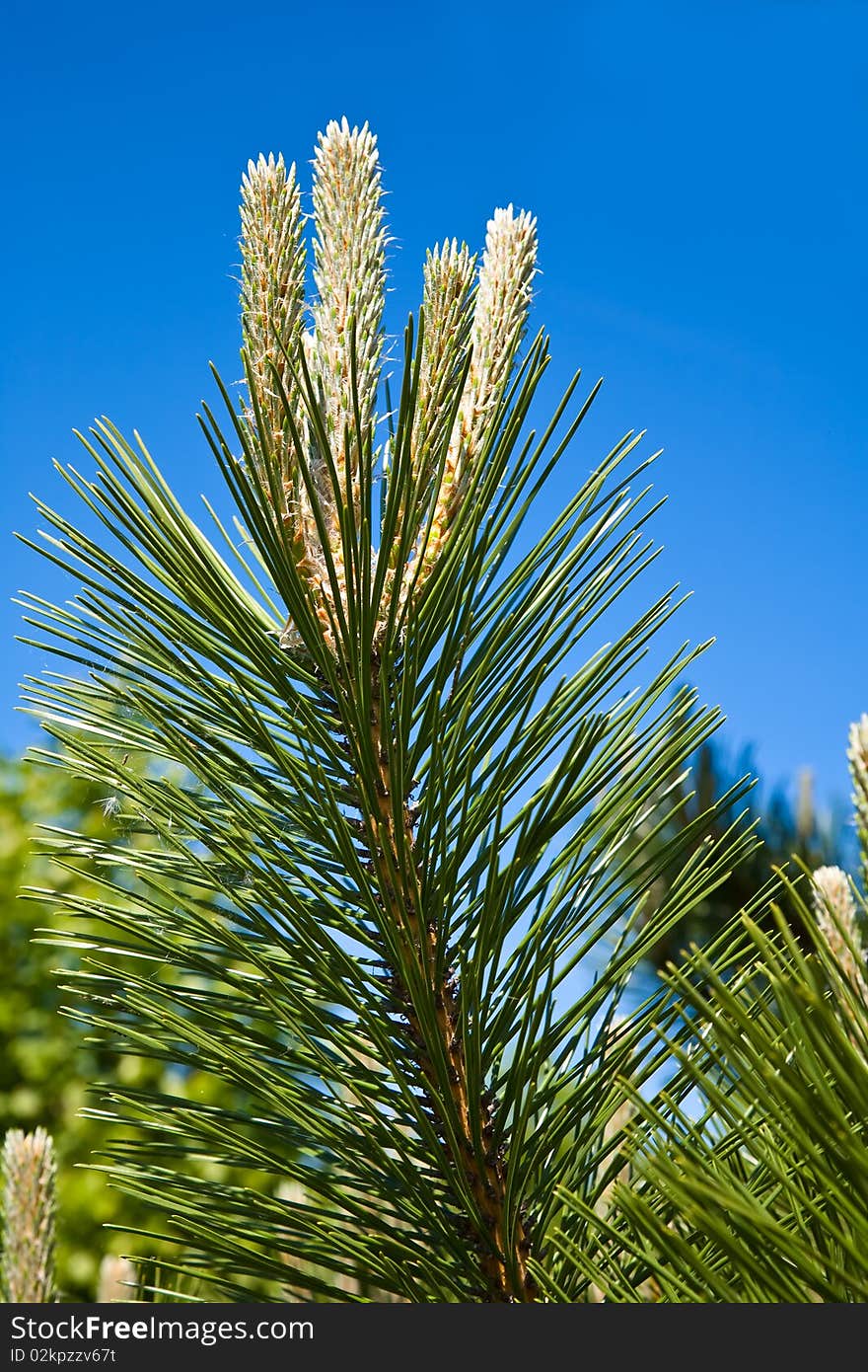 Decorative pine on the blue sky background