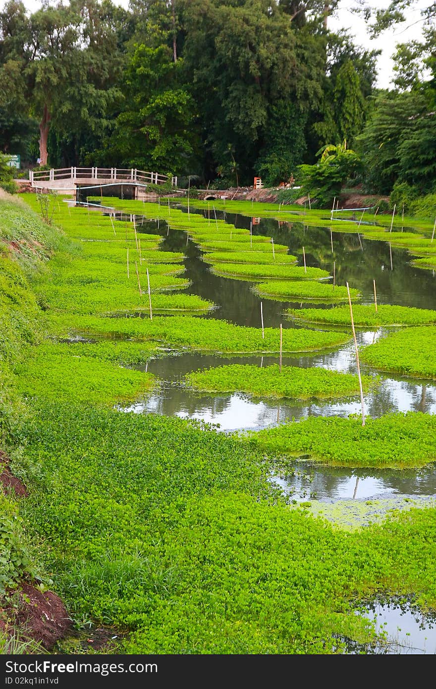 A kind of vegetable has the plantation in the stream. A kind of vegetable has the plantation in the stream.