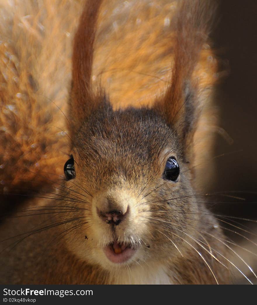 Red Squirrel ( Sciurus Vulgaris )