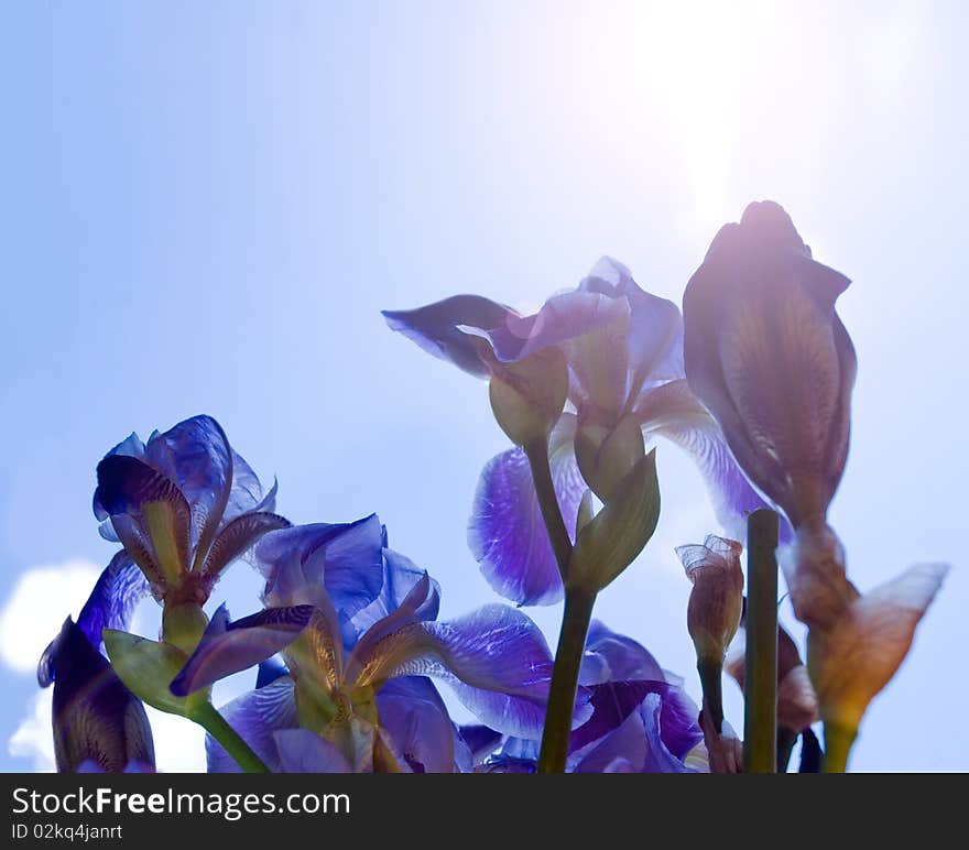 Iris flowers reach after sky