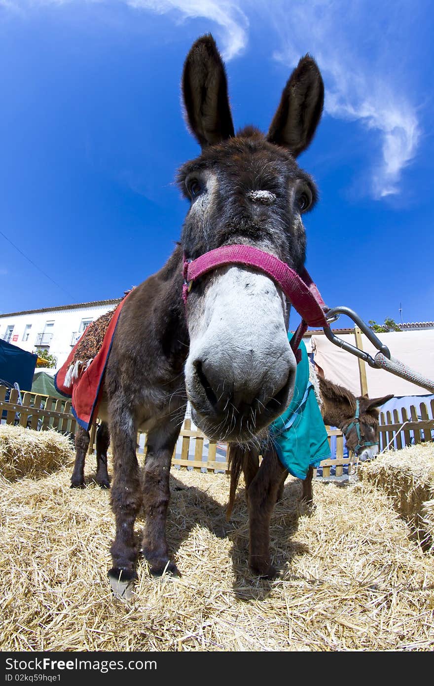 Farmland and  Donkey