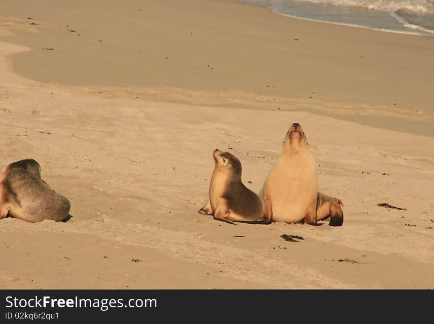 Three seals on a beach