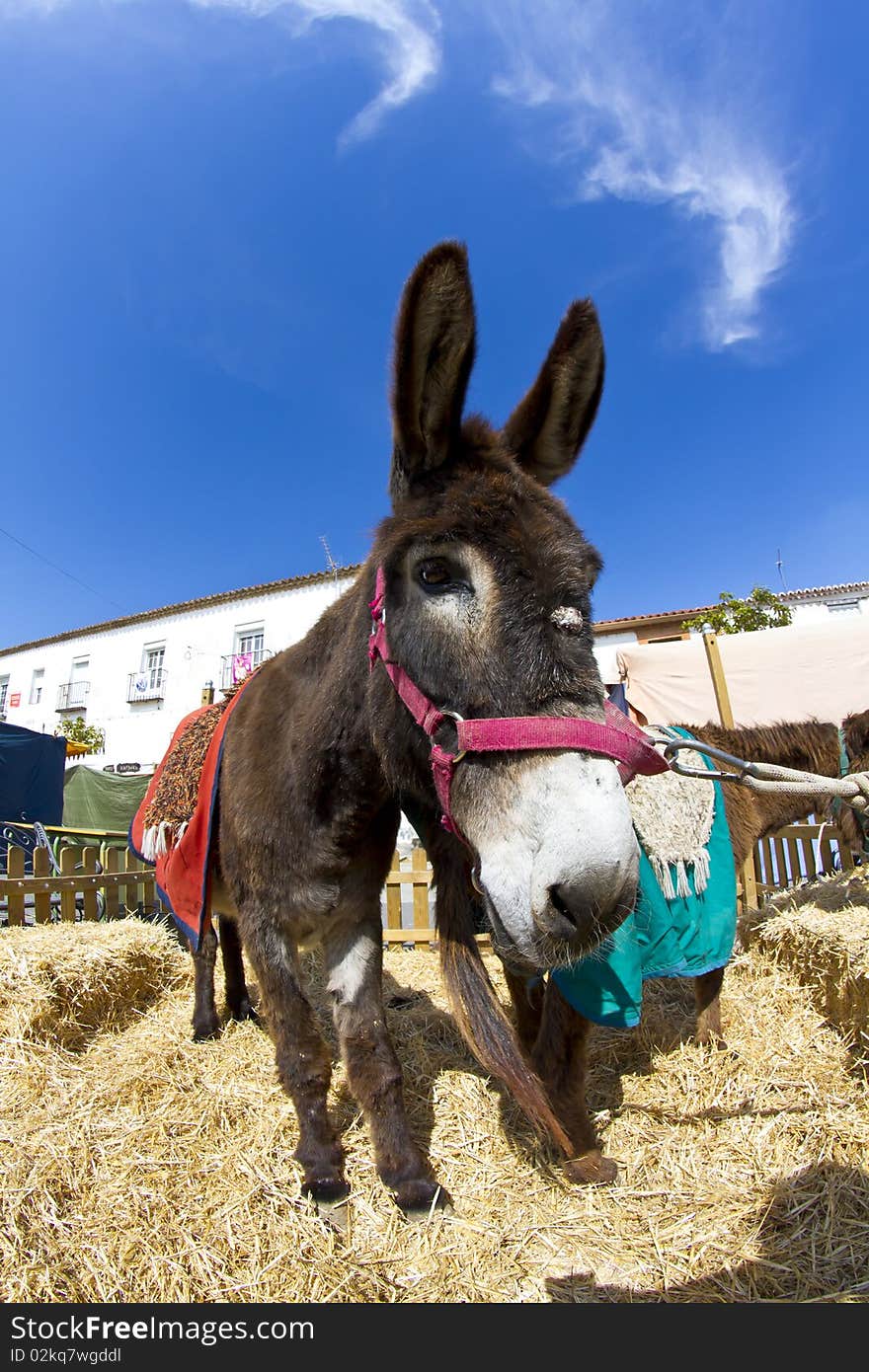 Farmland and  Donkey