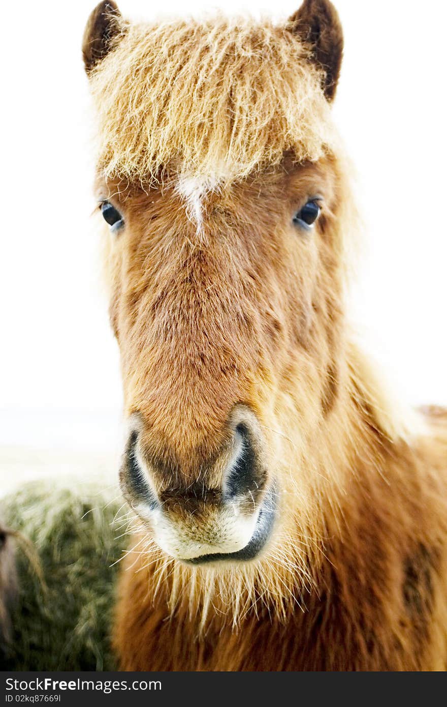 Iceland horse